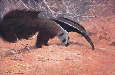Great Ant Eater, from Wildlife of the World by Wilhelm Kuhnert